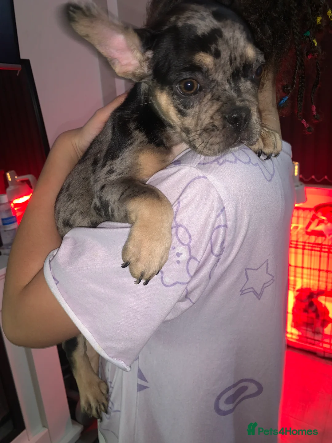 French Bulldog dogs for sale: 1 boy left French bulldog puppy's for sale  - Advert 2