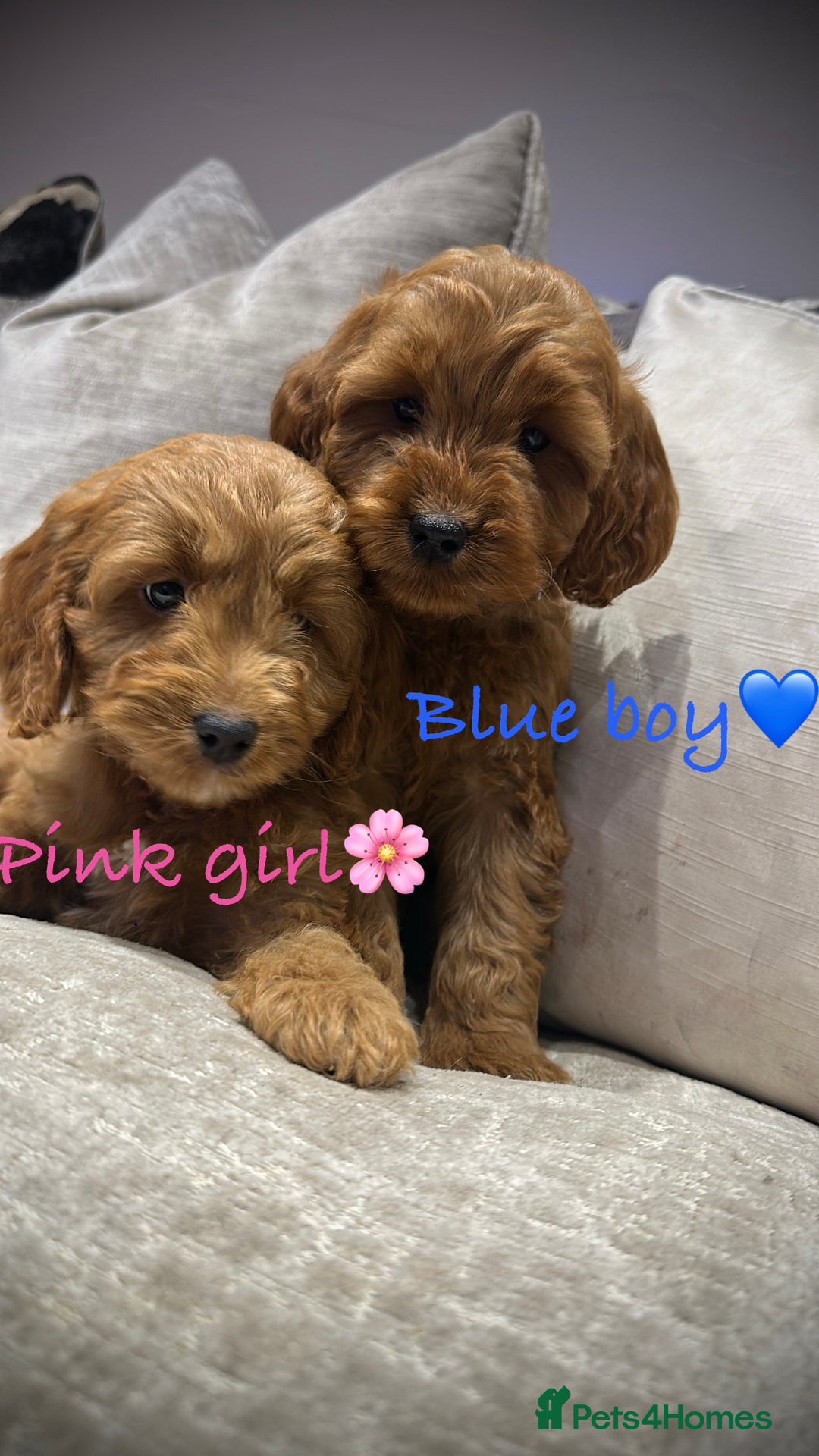 Cockapoo dogs for sale: 🐾Adorable toy cockapoos ready now 🐾 - Advert 7