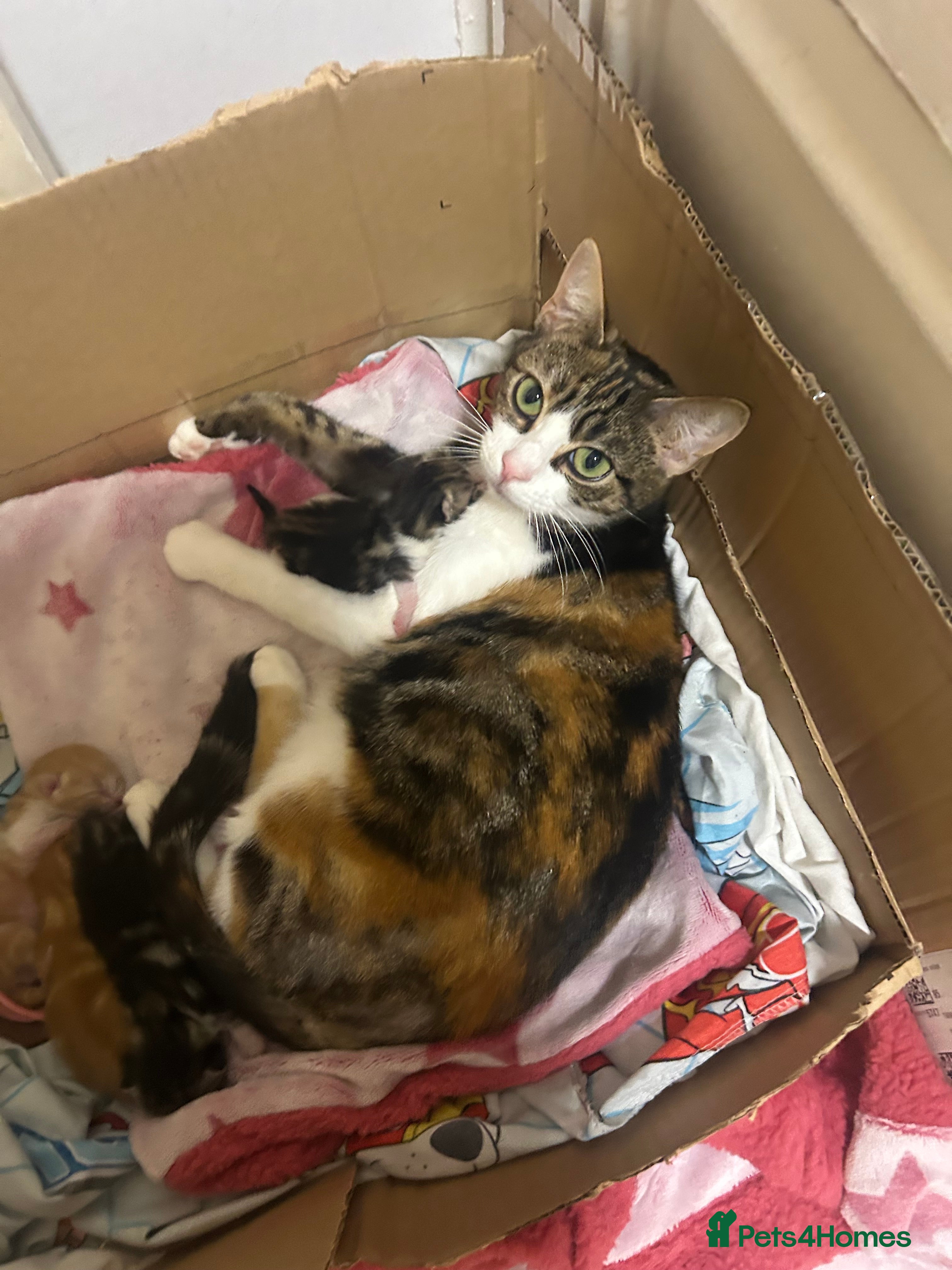 Mixed Breed cats 3 beautiful tabby/ tortoise-shell kittens   in Wilmslow - Advert 1