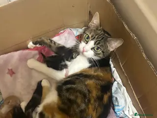 Mixed Breed cats 3 beautiful tabby/ tortoise-shell kittens in Wilmslow - Advert 1