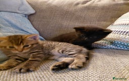 Maine Coon cats for sale: Kittens for sale half main coon - Image 26