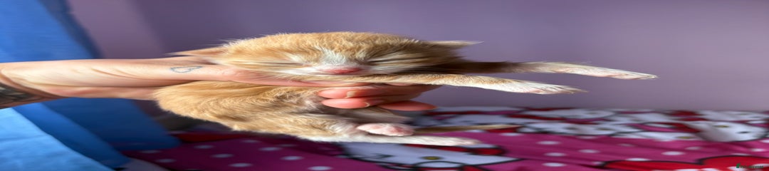 Mixed Breed Kitten 2