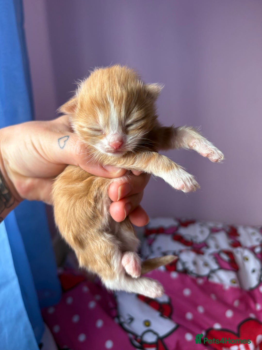 Mixed Breed cats for sale: Beautiful kittens - Image 8