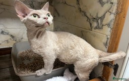 Devon Rex cats for sale: Tow beautiful Devon Rex boys  - Image 2