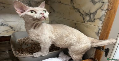 Devon Rex cats - Advert 1