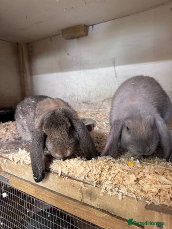 French Lop rabbits - Advert 1