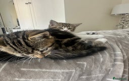 Mixed Breed cats for sale: Cute baby kittens looking for a new home - Image 10