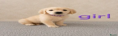 Golden Retriever 7