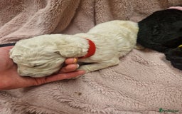 Goldendoodle dogs for sale: Quality goldendoodle puppies*4available,6reserved  - Image 24