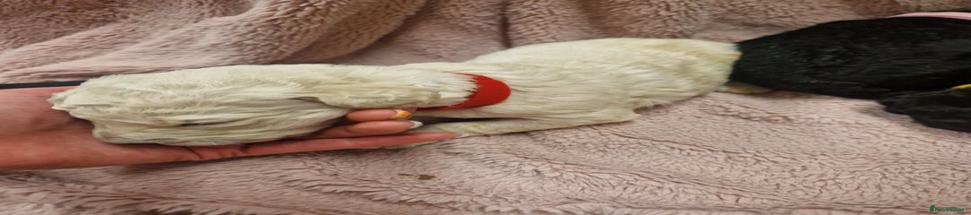 Lady Red collar 