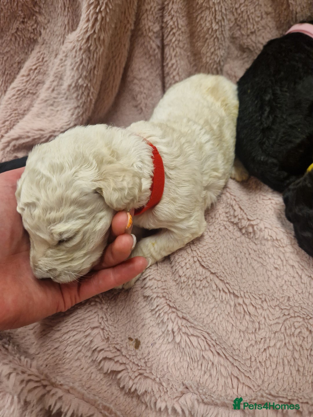 Goldendoodle dogs for sale: Quality goldendoodle puppies*4available,6reserved  - Image 24