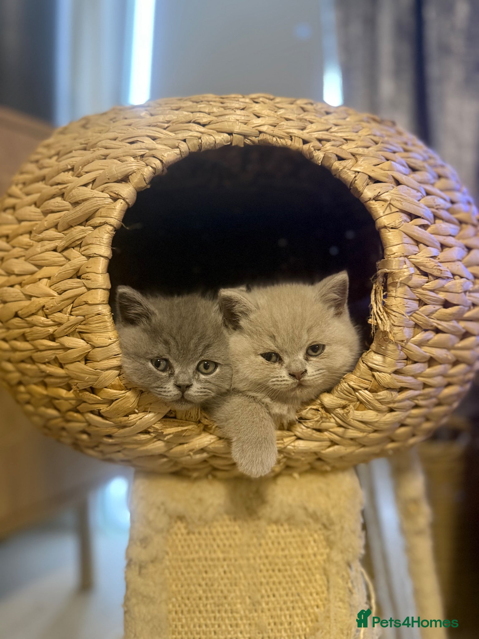 British Shorthair cats Gorgeous British Shorhair kittens 🐾 - Advert 1