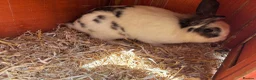 Mini Lion Lop rabbits for sale: 2 Adult Mini Lion Lops Rabbits - Advert 1