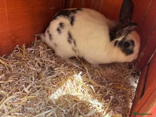 Mini Lion Lop rabbits 2 Adult Mini Lion Lops Rabbits - Advert 1