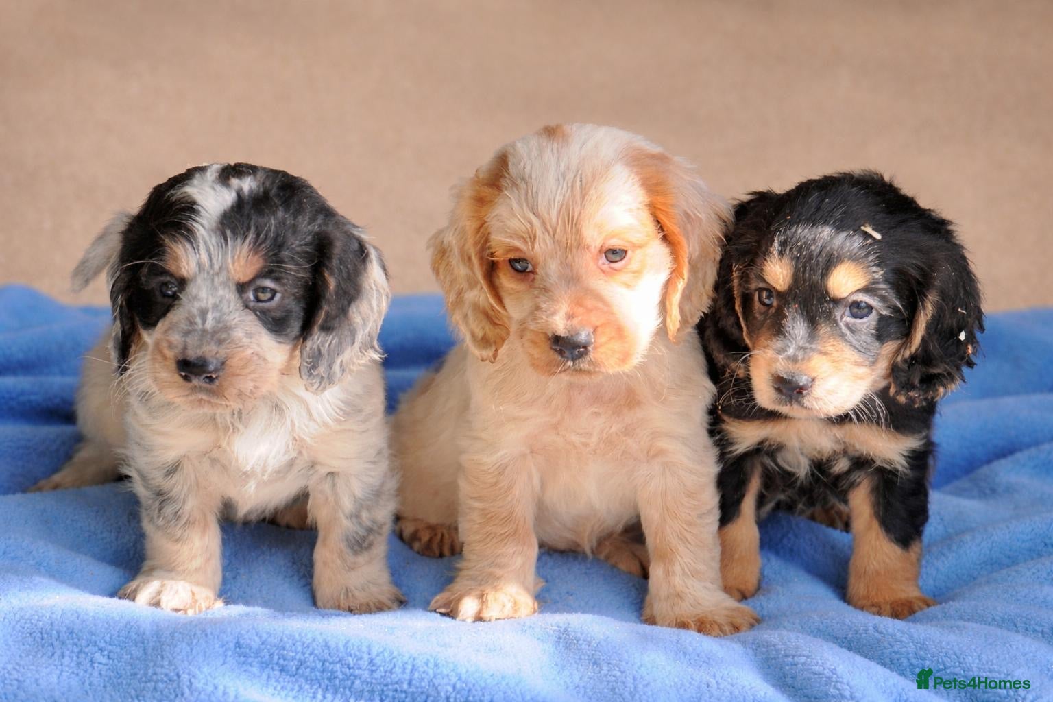 Cocker Spaniel dogs Show Type Cocker Spaniel Puppies - Advert 1