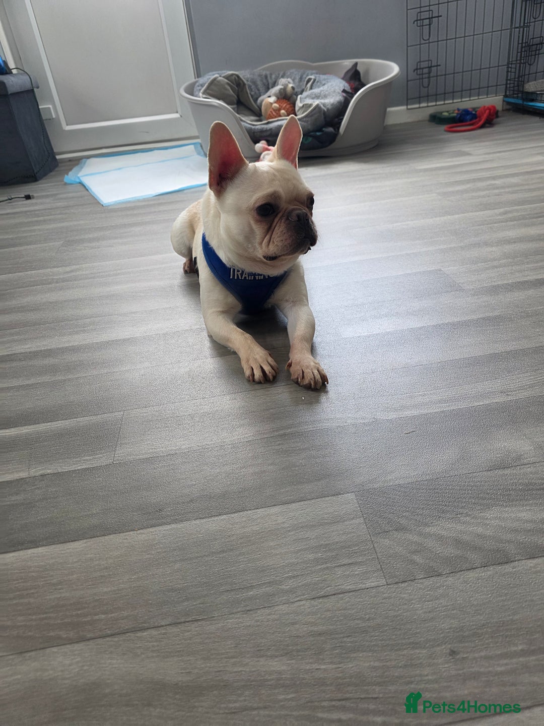 French Bulldog dogs for sale: Male French bulldog 2 years old - Image 3