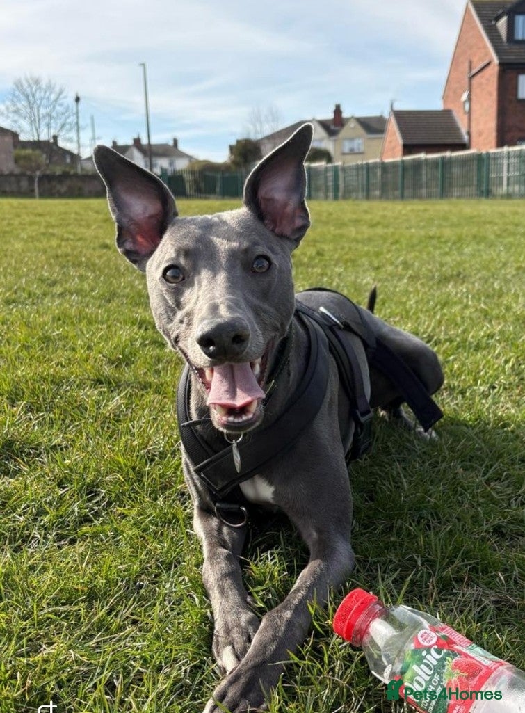 Whippet dogs KC Registered Blue Whippet for Stud - Advert 2