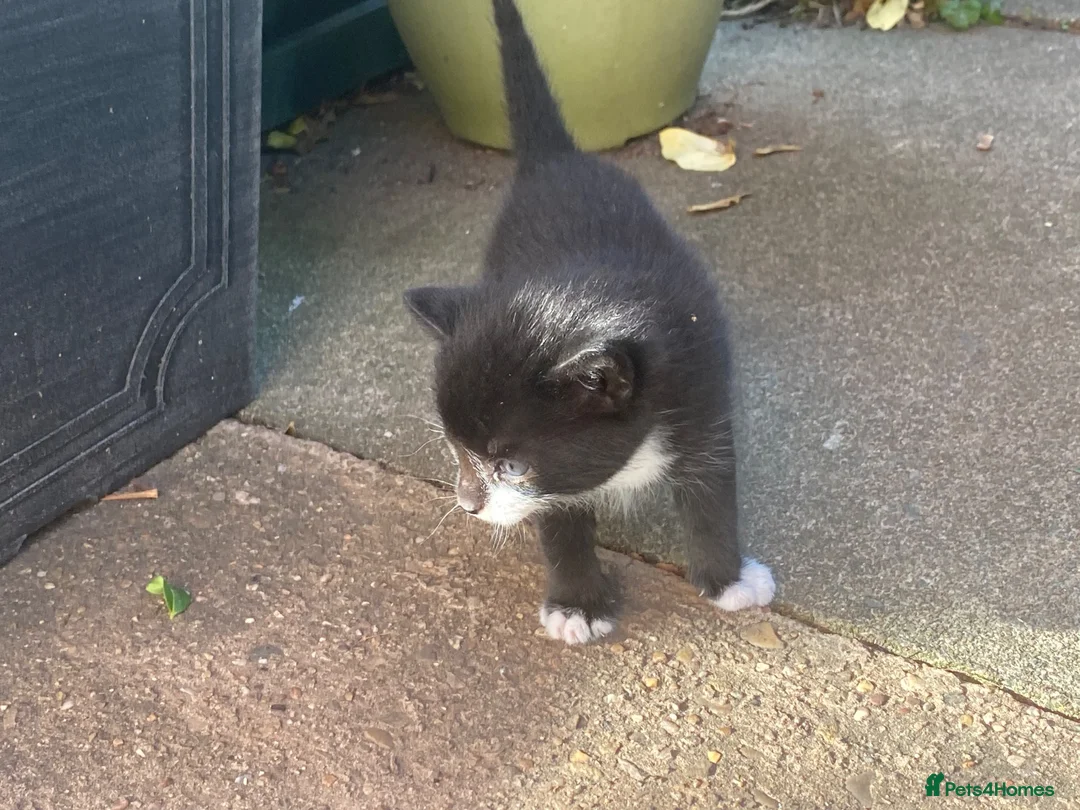 Mixed Breed cats for sale: Mother & Kitten in Leicester - Advert 2