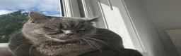 British Shorthair cats for sale: BRITISH SHORTHAIR FEMALE  - Advert 9