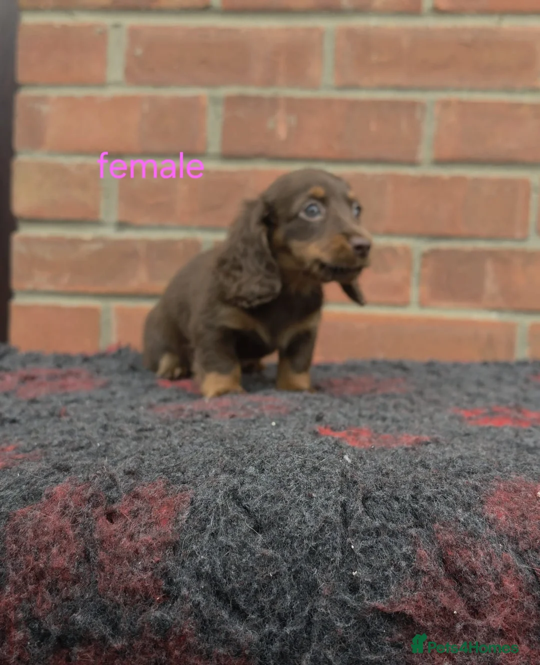 Miniature Dachshund dogs for sale: BEAUTIFUL MINIATURE DACHSHUNDS  in Basildon - Advert 2