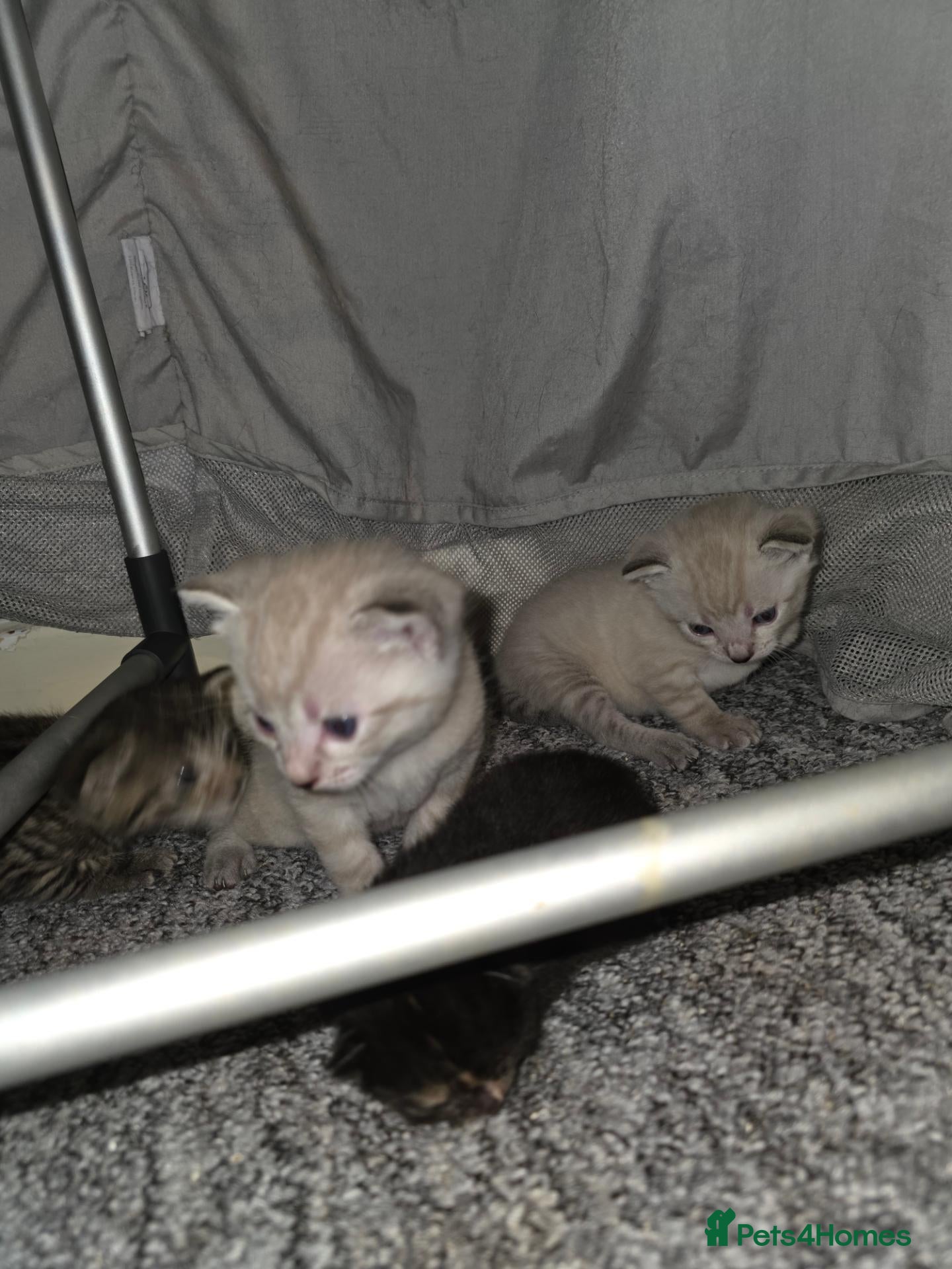 Domestic Shorthair cats 3 kittens available - ready 11th Oct - Advert 5