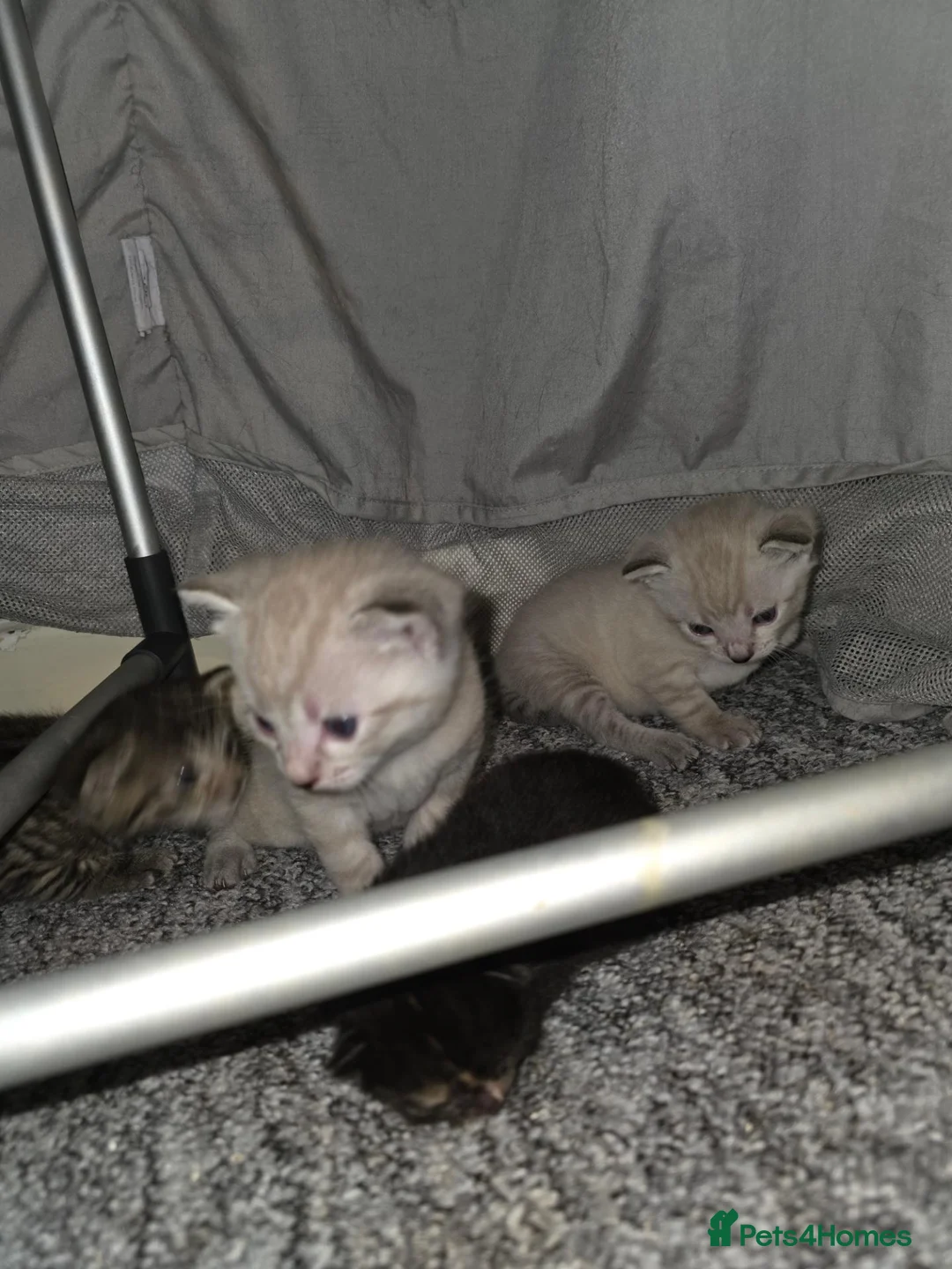 Domestic Shorthair cats for sale: 3 kittens available - ready 11th Oct - Advert 1