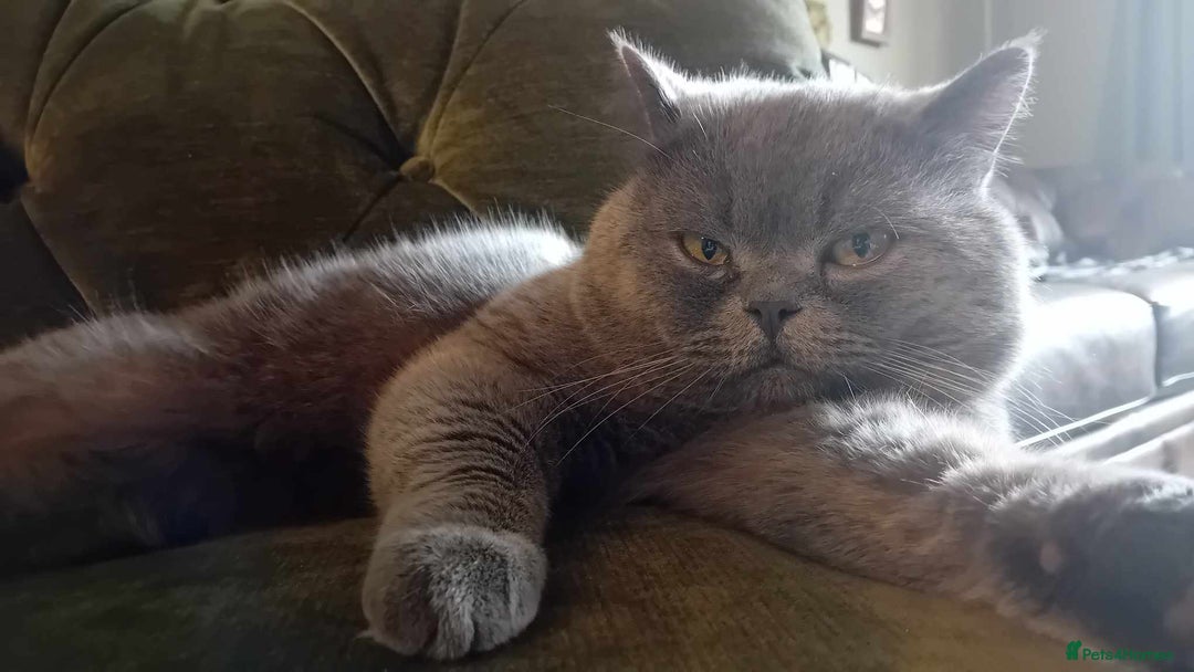 British Shorthair cats for sale: Gimli 2 yr Male BSH cross  - Advert 3