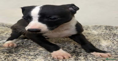Whippet dogs - Advert 6