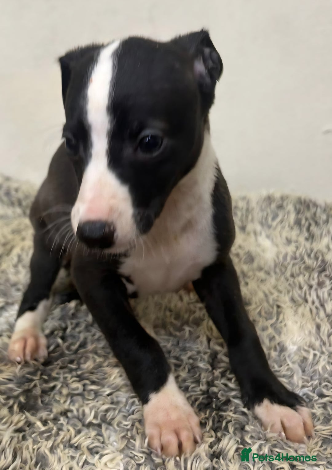 Whippet dogs for sale: **Ready now**KC HEART AND HEALTH TESTED WHIPPETS - Image 23