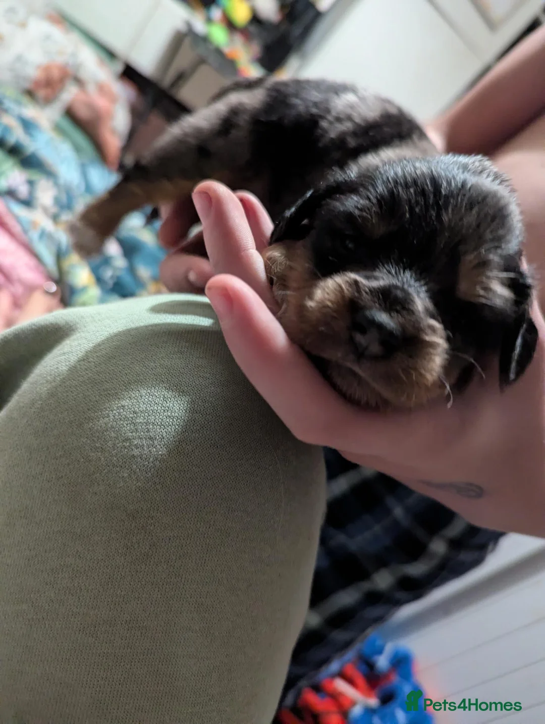Mixed Breed dogs for sale: Beautiful Cocker Spaniel Cross Dachshund Puppies - Advert 8