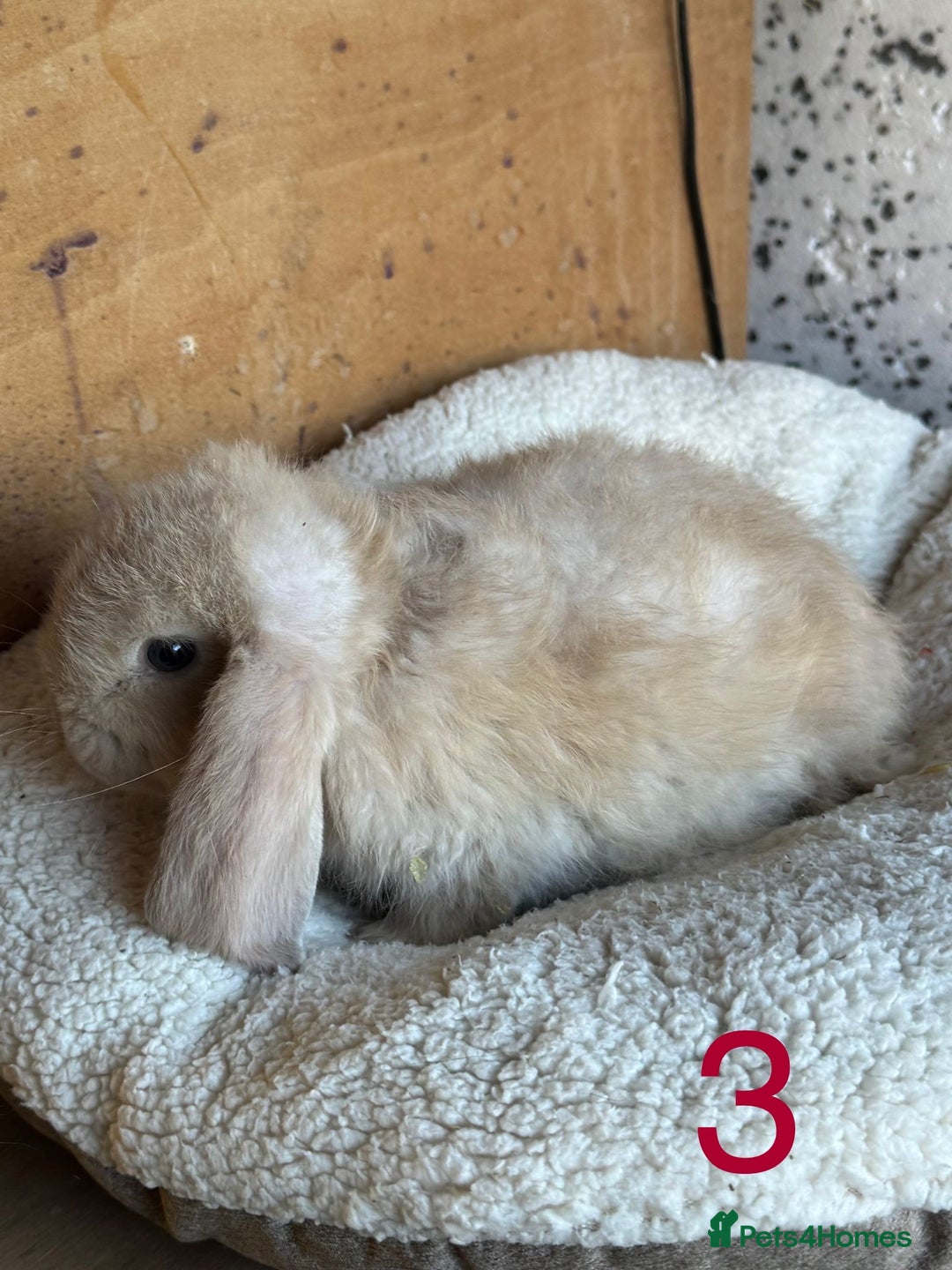 French Lop rabbits for sale: Purebred French Lop baby rabbits for sale  - Advert 15