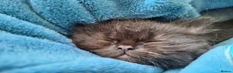 Mixed Breed cats for sale: Beautiful Black Ragdoll x Persian Kitten Ready Now in Barnsley - Advert 14