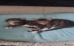 Norwegian Forest Cat cats for sale: Norwegian Forest kittens for sale - Image 17