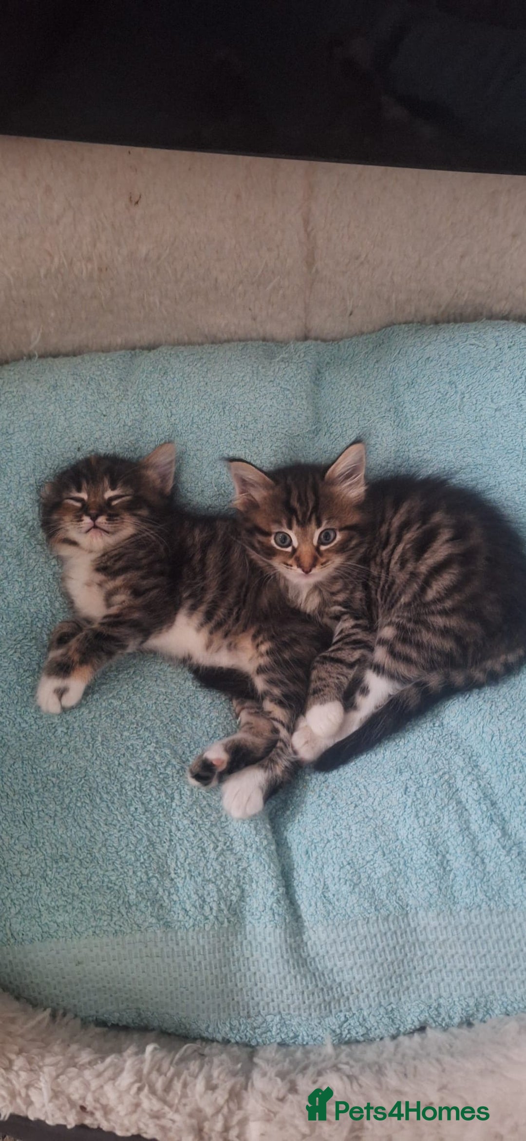 Norwegian Forest Cat cats for sale: Norwegian Forest kittens for sale - Image 17