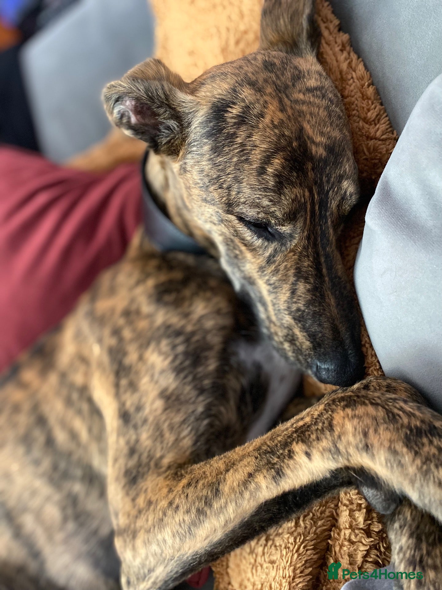 Lurcher dogs Beautiful 1 year old boy - Advert 2