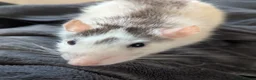 Rat rodents for sale: Female Rat Free to Good Home - Advert 2