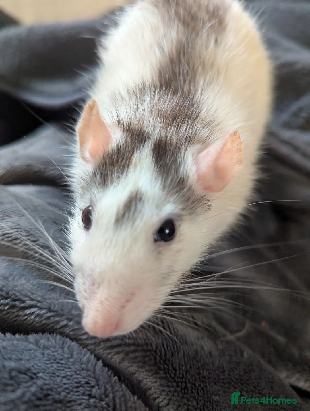 Rat rodents for sale: Female Rat Free to Good Home - Advert 2