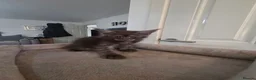 Maine Coon cats for sale: UNIQUE ACTIVE MAINCOON BABBIES😍 - Advert 14