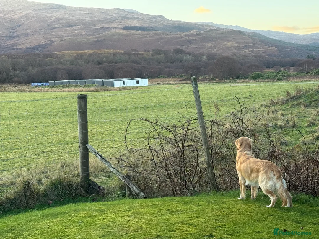 Golden Retriever dogs for stud: Dexx’s looking for a partner - Advert 11