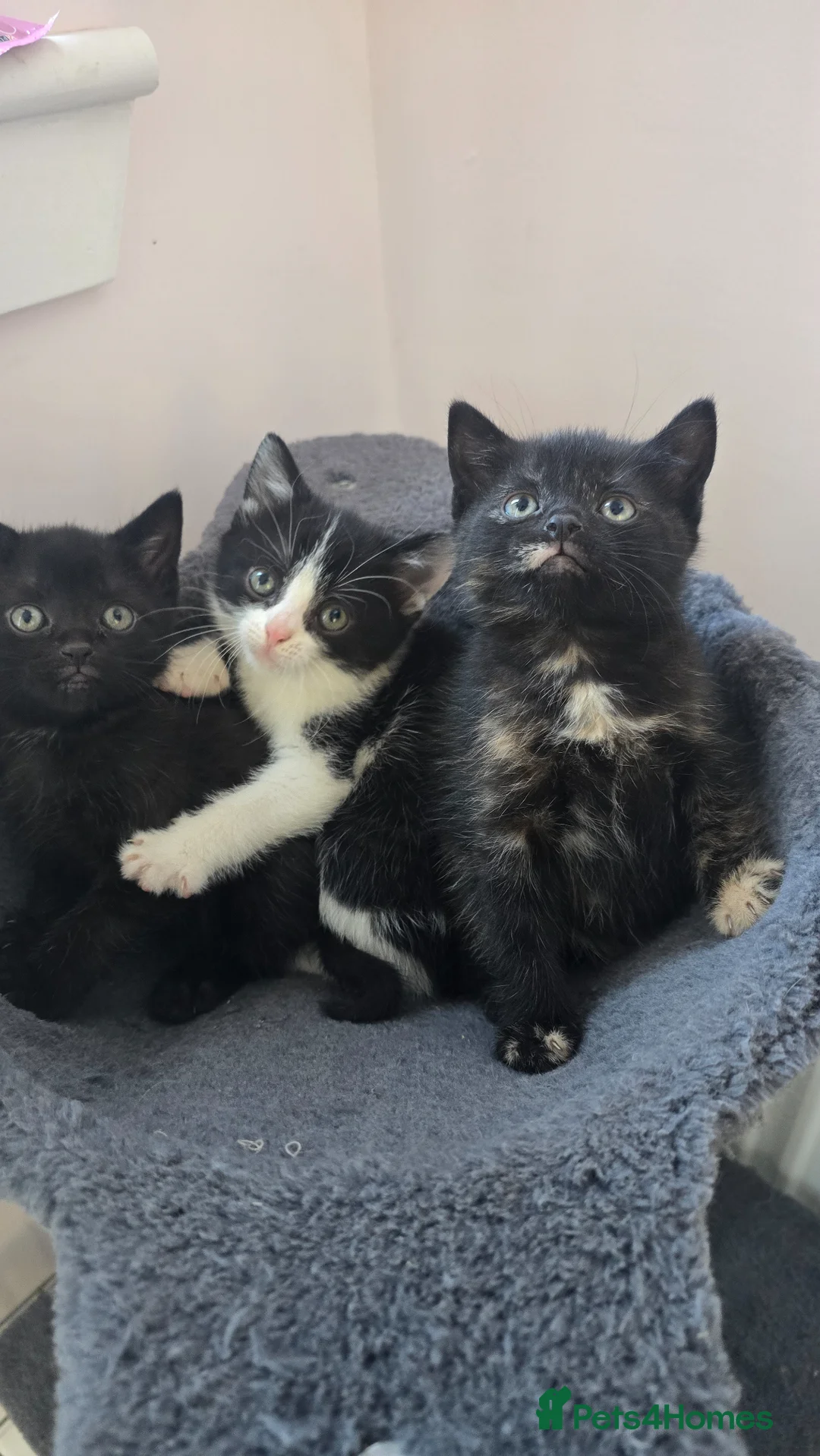 Mixed Breed cats for sale: Lovely 3 kittens 😸 ♥️  in Dalkeith - Advert 1