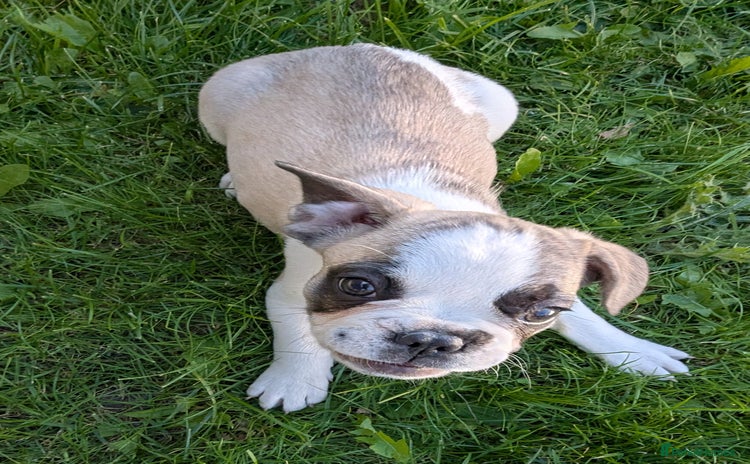 French Bulldog dogs - Advert 2