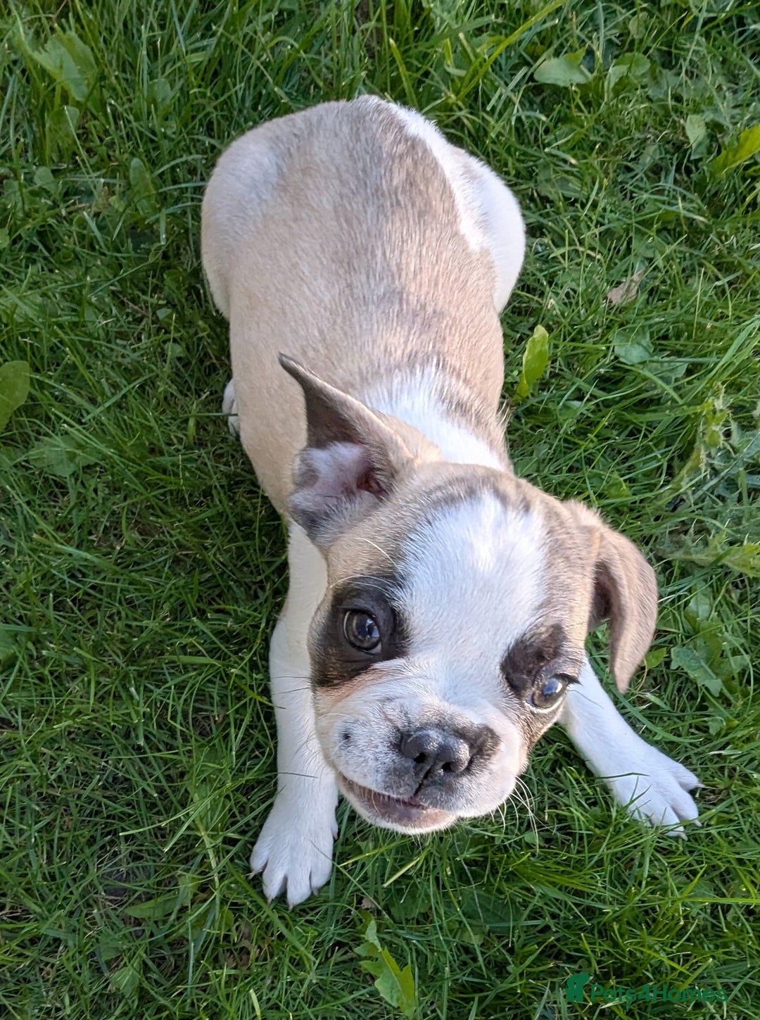 French Bulldog dogs for sale: REDUCED One Gorgeous Boy Frenchie left🐾 - Image 1