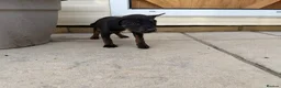 Mixed Breed dogs for sale: Puppies Ready to go the 31st - Advert 10