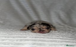 French Bulldog dogs for sale: Frenchie litter - Image 11