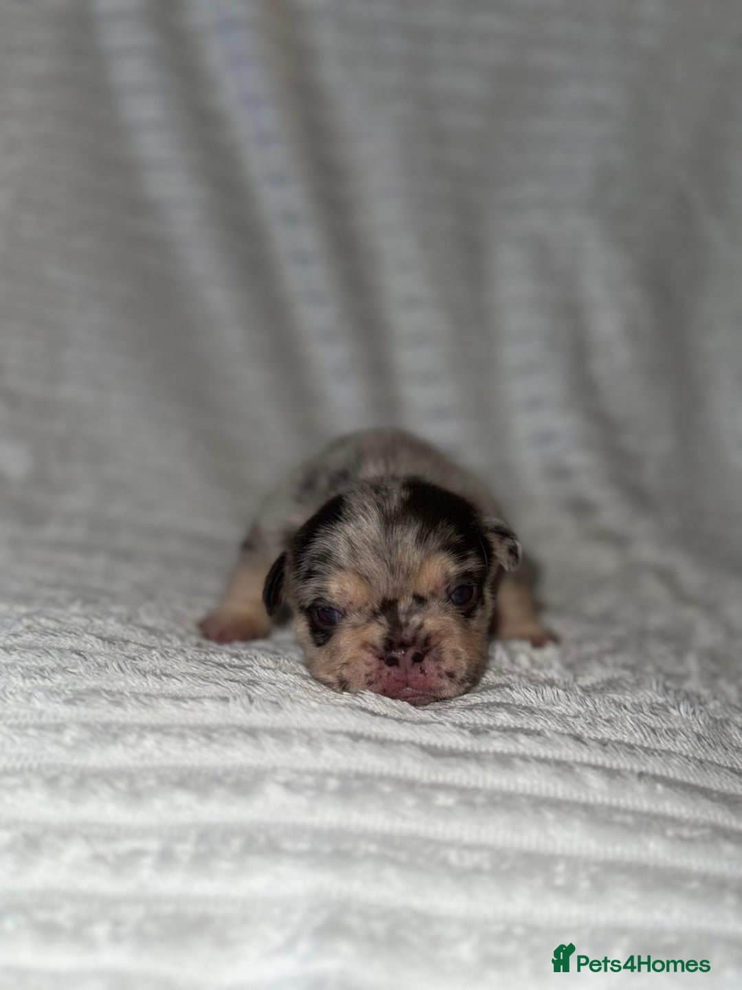 French Bulldog dogs for sale: Frenchie litter - Image 11
