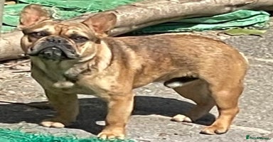 French Bulldog dogs - Advert 1