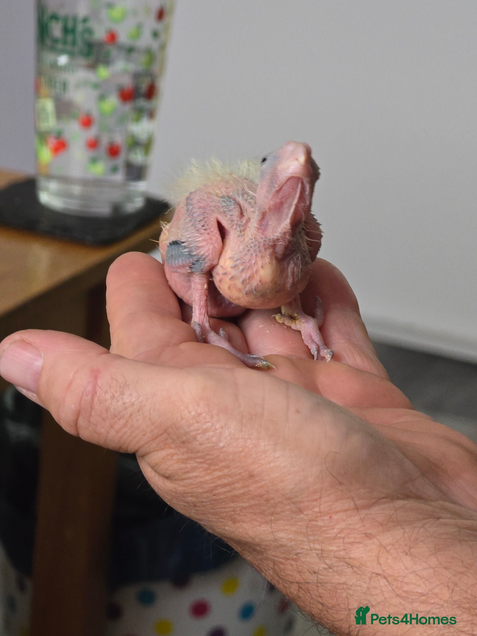 Cockatiels birds 1 Baby Cockatiels Left Looking for Loving Homes - Advert 1
