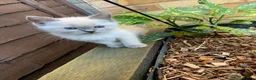 Ragdoll cats for sale: Male/Female Kitten Looking for a Loving  Home in Newport Pagnell - Advert 17