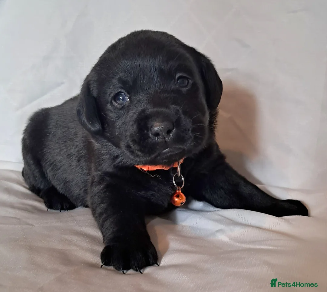 Labrador Retriever dogs for sale: Pure  bred labrador puppies  - Advert 3