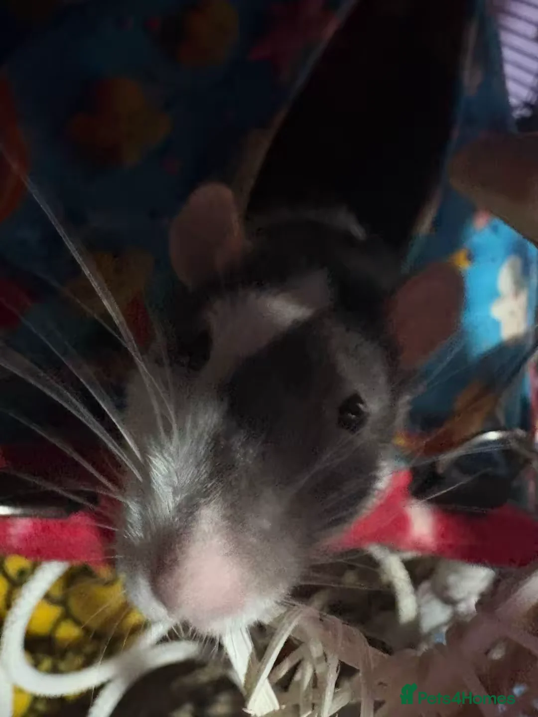 Rat rodents for sale: 4 males rats 2, 2 years old and 2 1 years old  - Advert 22